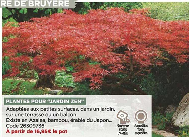 Plantes Pour "jardin Zen"