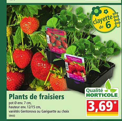 plants de fraisiers