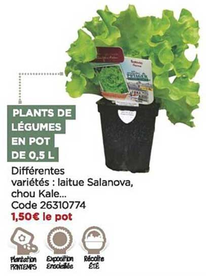plants de légumes en pot de 0,5 l