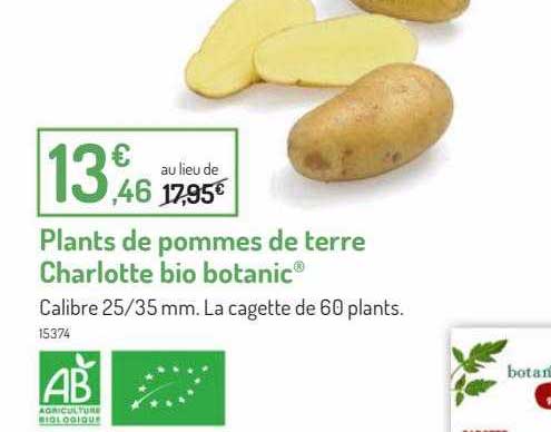 plants de pommes de terre charlotte bio botanic
