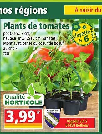 plants de tomates