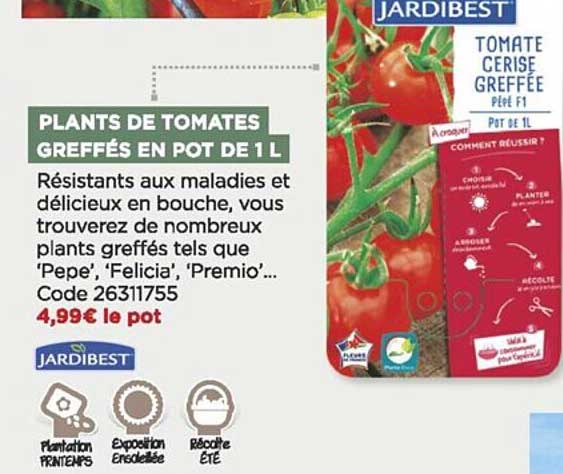 plants de tomates greffés en pot de 1 l