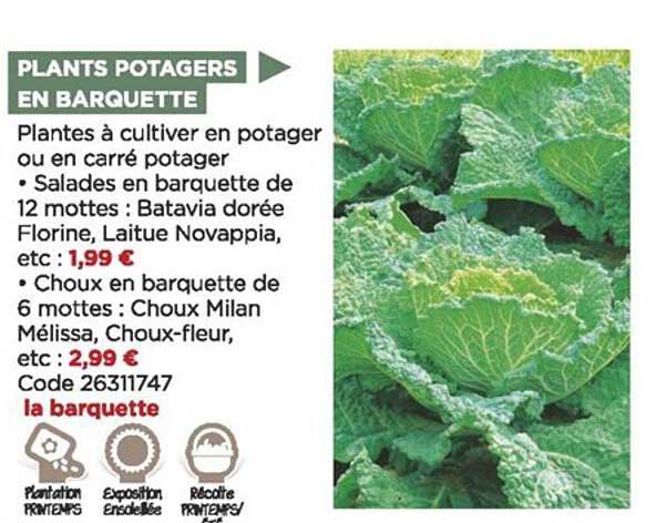 plants potagers en barquette