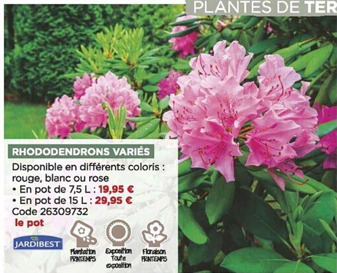 rhododendrons variés