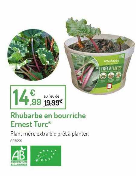 rhubarbe en bourriche ernest turc