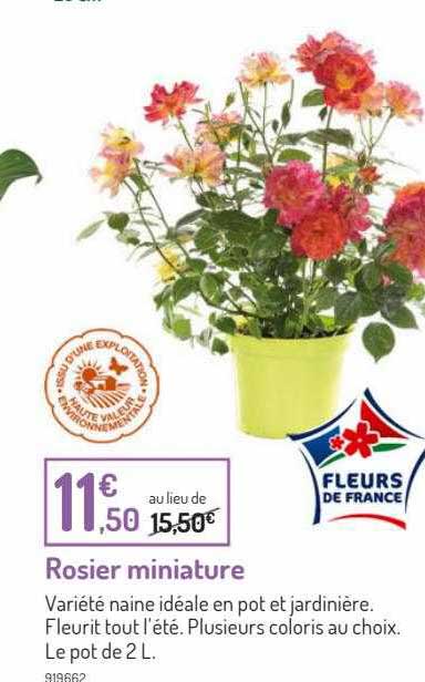 rosier miniature