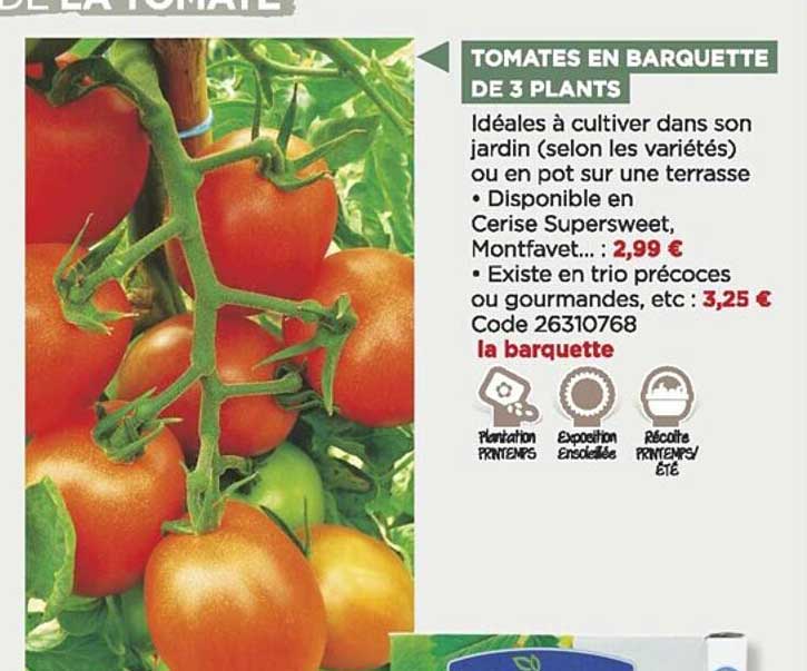 tomates en barquette de 3 plants