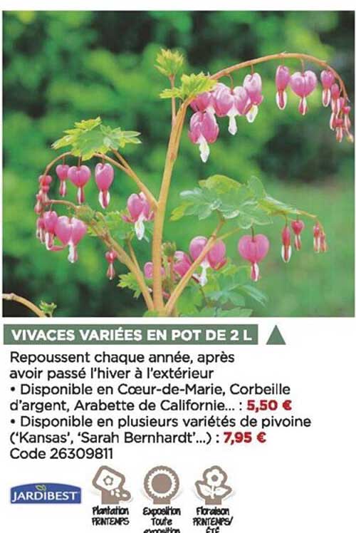 vivace variées en pot de 2 l jardibest