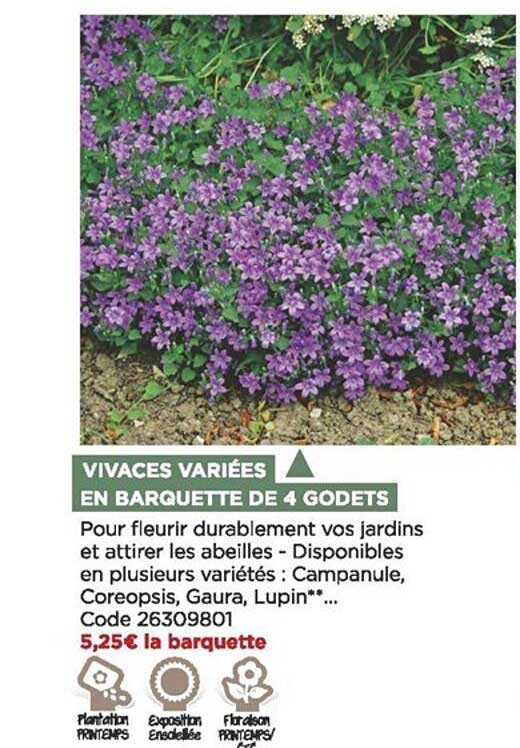 vivaces variées en barquette de 4 godets