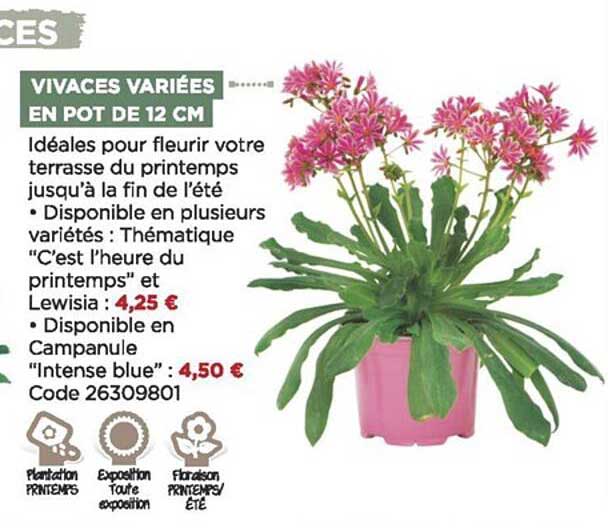 vivaces variées en pot de 12 cm
