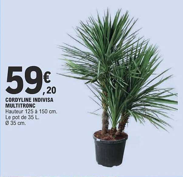 cordyline indivisa multitronc