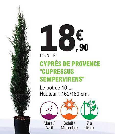 cyprès de provence "cupressus sempervirens"