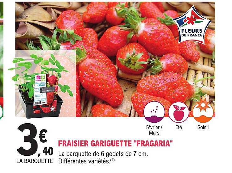 fraisier gariguette "fragaria"