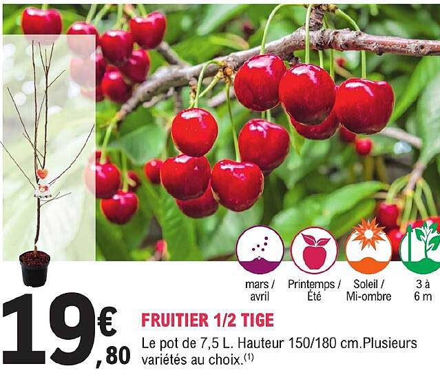 fruitier 1 2 tige