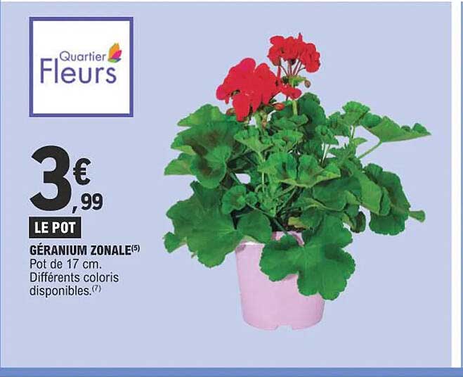 géranium zonale