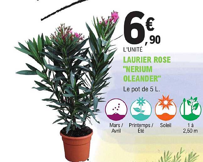 laurier rose "nerium oleander"