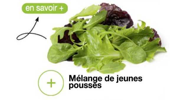 Mélange De Jeunes Pousses