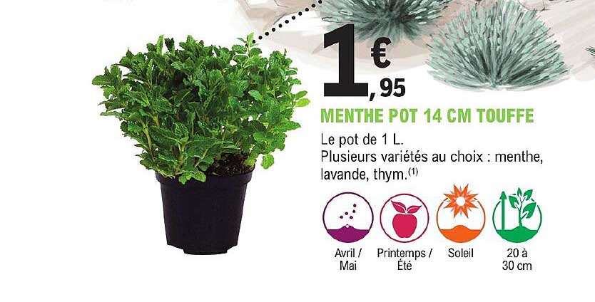 menthe pot 14 cm touffe