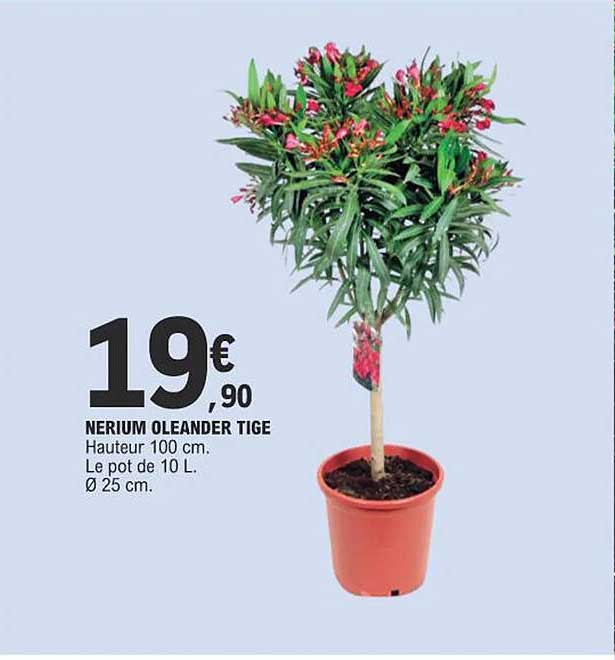 nerium oleander tige