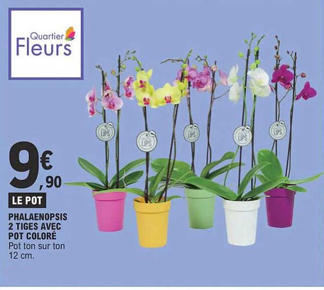 pahaenopsis 2 tiges avec pot coloré