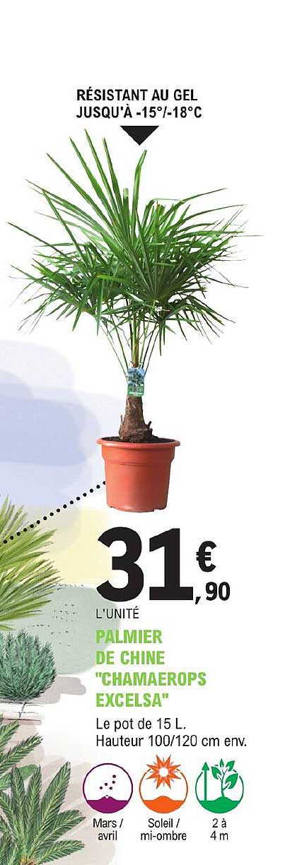 palimer de chine "chamaerops excelsa"