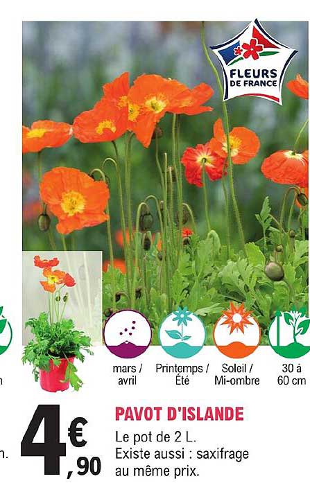pavot d'islande