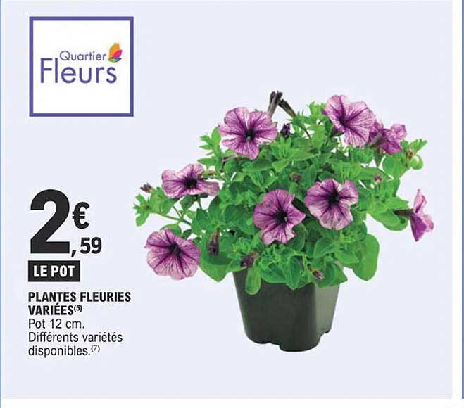 plantes fleuries variées