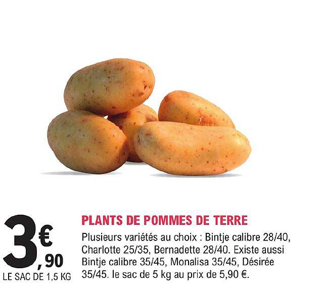 plants de pomme de terre