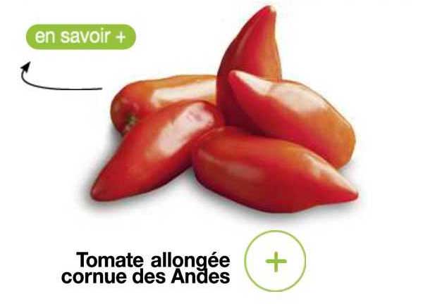 Tomate Allongée Cornue Des Andes