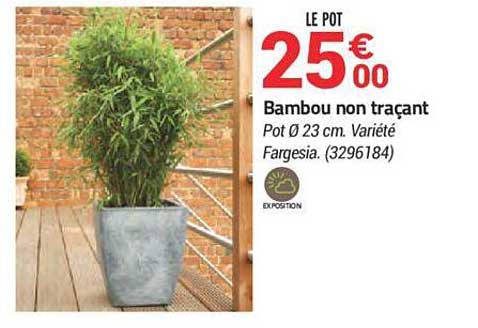 Bambou Non Traçant