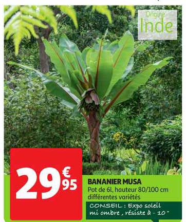 bananier musa