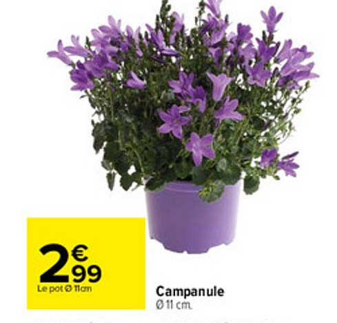 Campanule