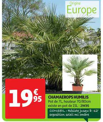chamaerops humilis