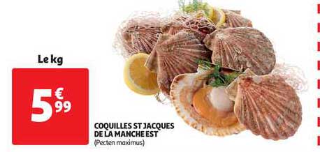 coquilles st jacques de la manche est