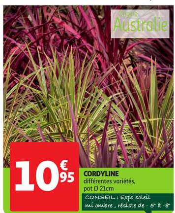 cordyline