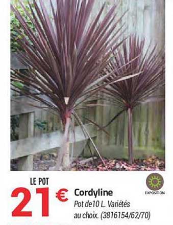 cordyline