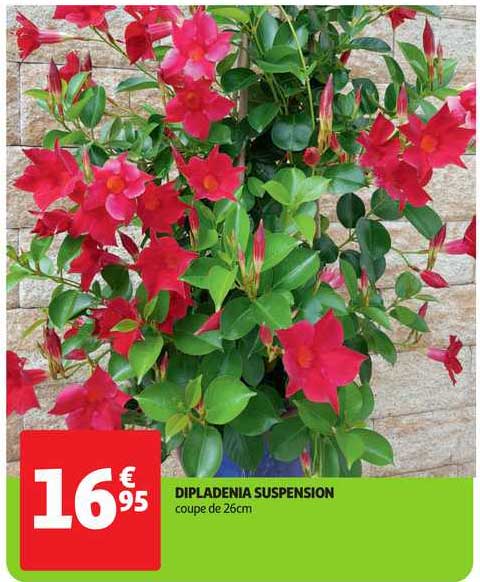 Dipladenia Suspension