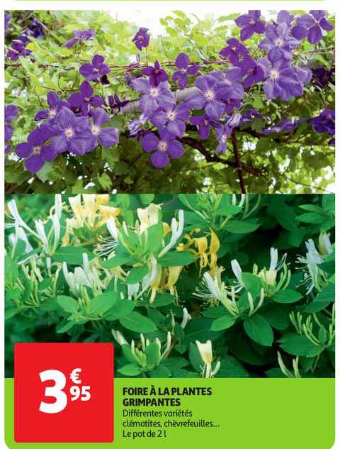 foire à la plantes grimpantes