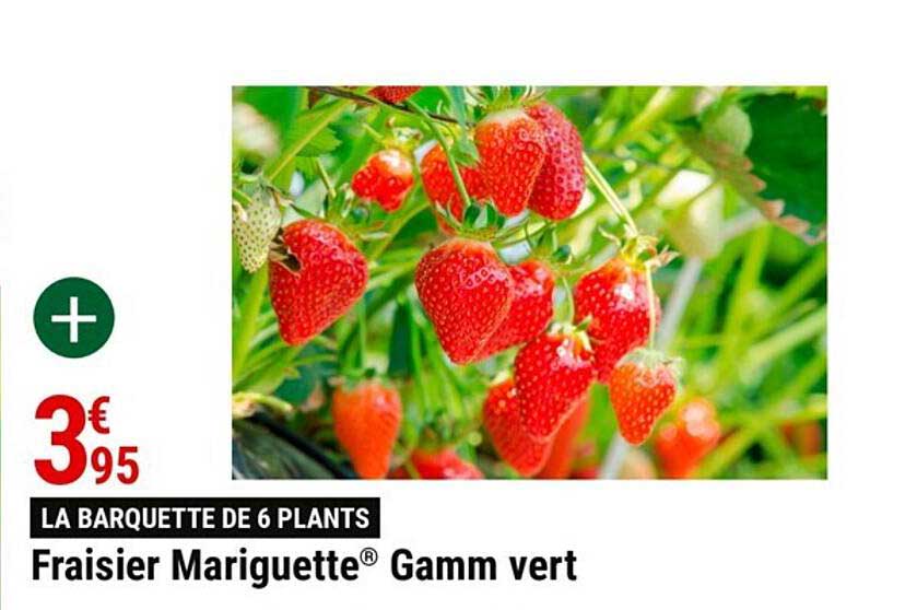 fraisier mariguette gamme vert