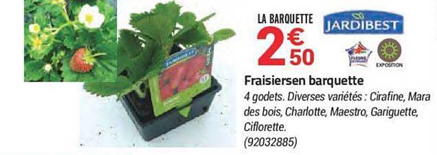 fraisiersen barquette jardibest