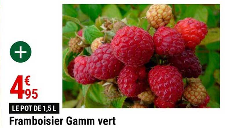 framboisier gamm vert