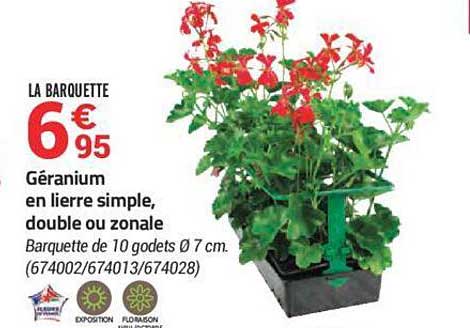 géranium en lierre simple, double ou zonale
