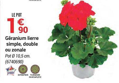 géranium lierre simple, double ou zonale