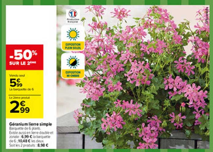 Géranium Lierre Simple