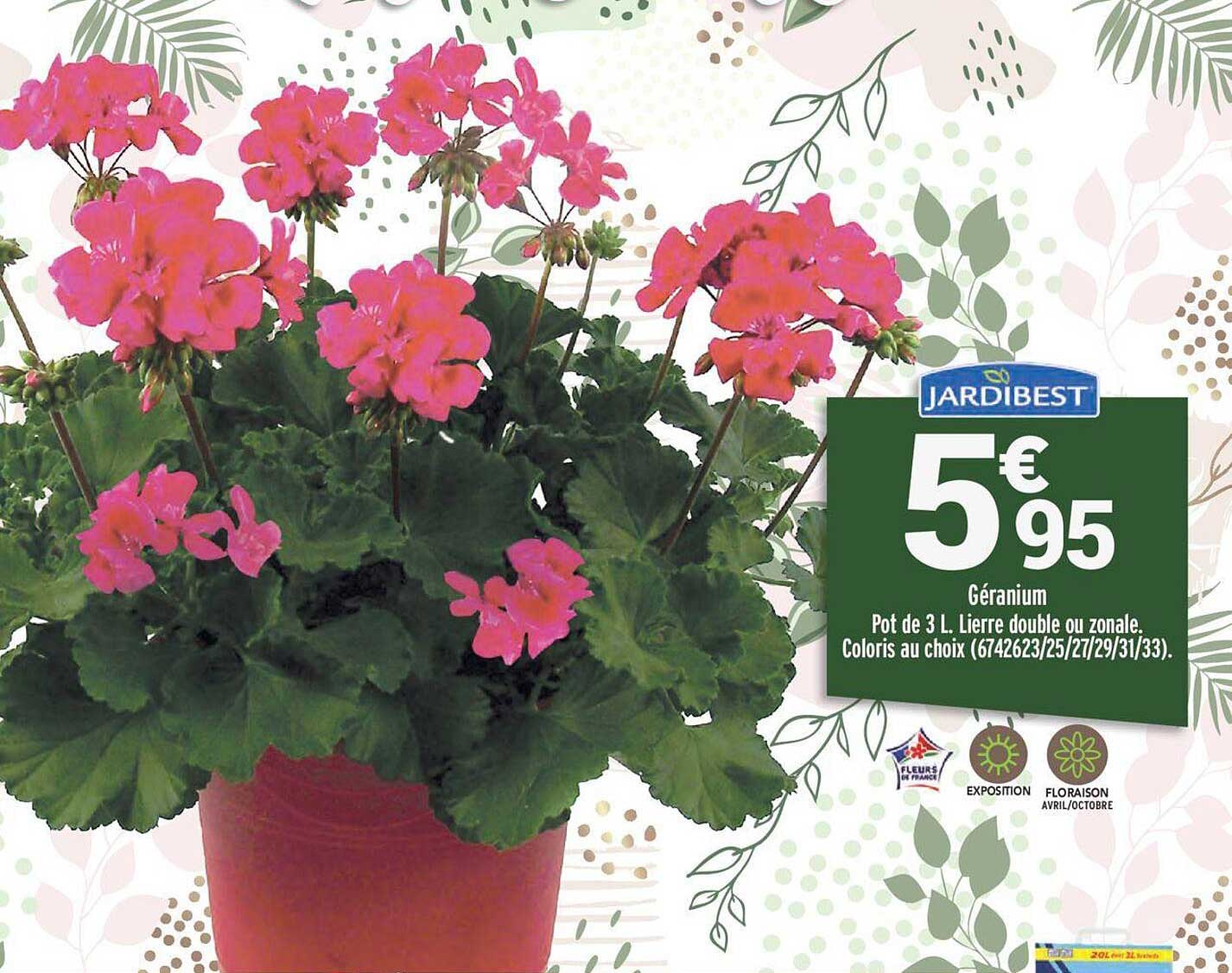 géranium pot de 3 l lierre double ou zonale