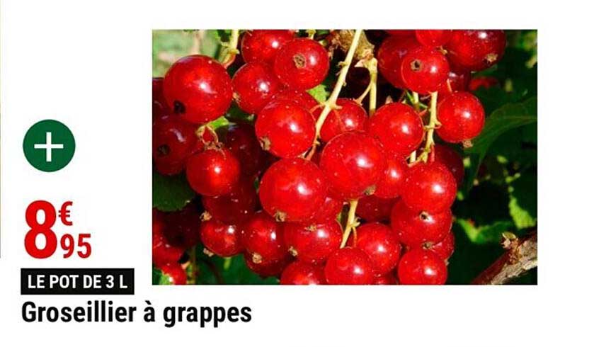 Groseillier à Grappes