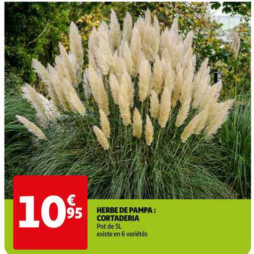 herbe de pampa : cortaderia