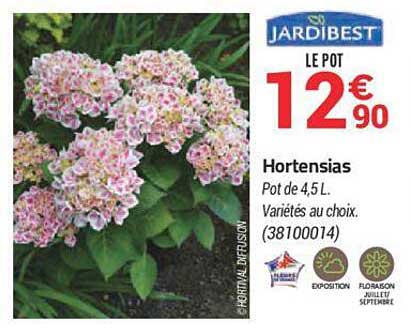 hortensias jardibest