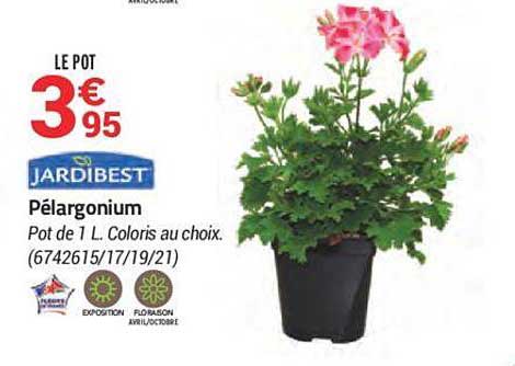 pélargonium jardibest