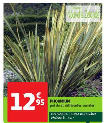 phormium